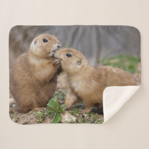 Cobertor Sherpa Beije-me cobertura rápida de Sherpa