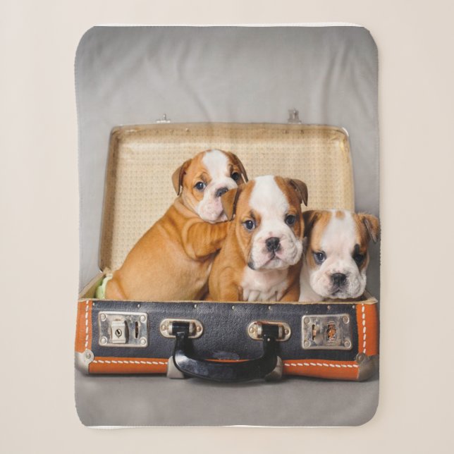 Cobertor Sherpa Belo Bulldog Puppies | Pão-Cão (Frente)
