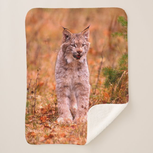 Cobertor Sherpa Bobcat Hunting | Florestas do outono (Frente)