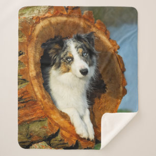 Cobertor Sherpa Borda Collie Blue Merle Dog Head Photo Animal -