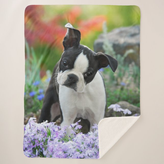 Cobertor Sherpa Boston Terrier Dog Cute Puppy Animal Head Photo -, (Frente)
