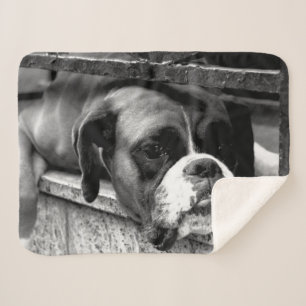 Cobertor Sherpa Boxer Dog On Windowsill sbcn