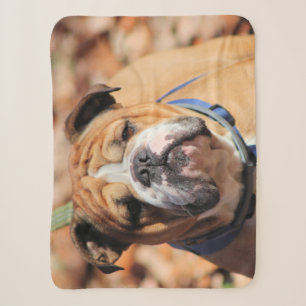 Cobertor Sherpa Budy Bulddog