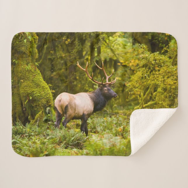 Cobertor Sherpa Bull Roosevelt Elk Em Prado (Frente (Horizontal))