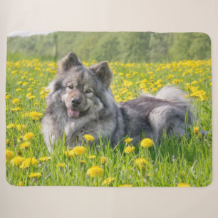 Cobertor Sherpa Cachorro Bonito Eurasier num Prado com Dandélio