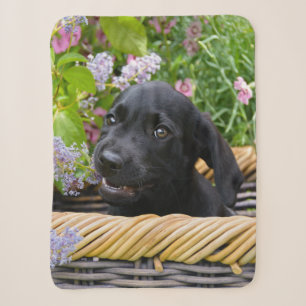 Cobertor Sherpa Cachorro Negro-Bonito Labrador Retriever Foto Pet