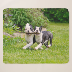 Cobertor Sherpa Cachorros bem engraçados de Boston Terrier brincan