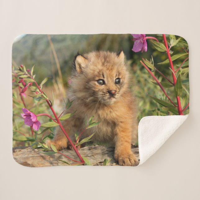 Cobertor Sherpa Canada Lynx Kitten, Alaska (Frente (Horizontal))