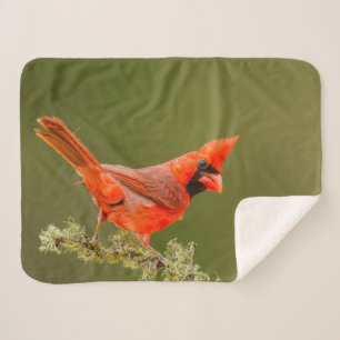 Cobertor Sherpa Cardinal macho no galho