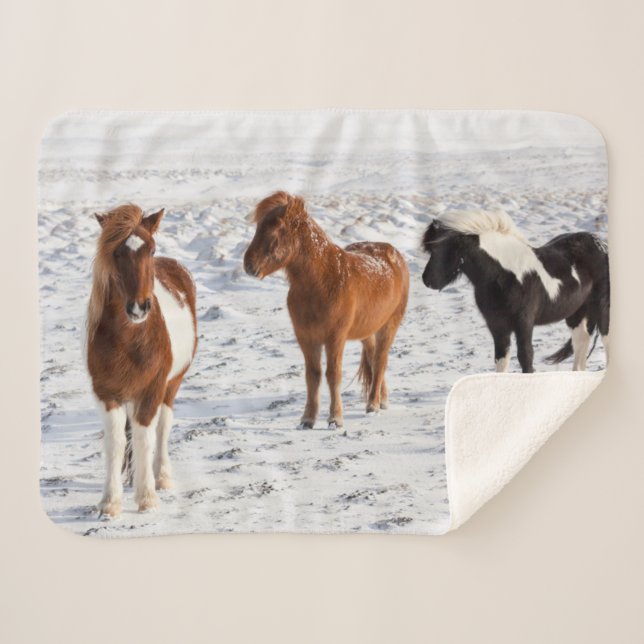 Cobertor Sherpa Cavalo islandês com Casaco de inverno típico (Frente (Horizontal))