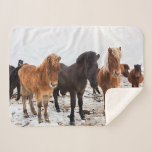 Cobertor Sherpa Cavalo Islandês Durante o Inverno Islândia