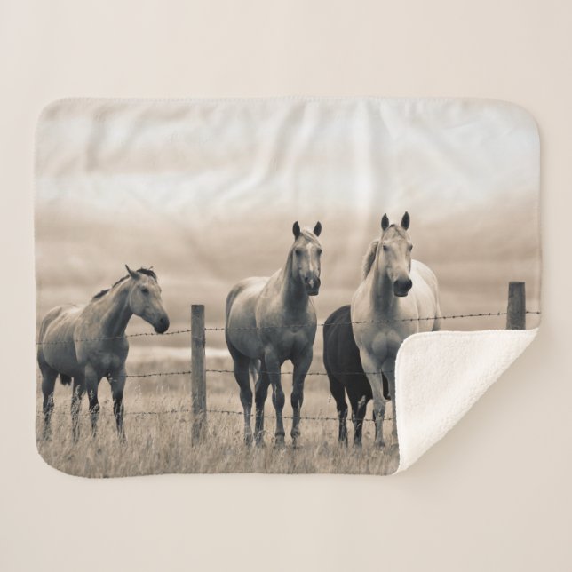 Cobertor Sherpa Cavalos Quarto de Milha na Pradaria Canadense (Frente (Horizontal))