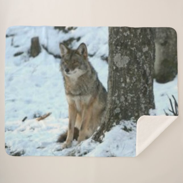 Cobertor Sherpa COYOTE na SELVAGEM (Frente (Horizontal))