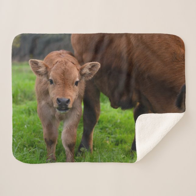 Cobertor Sherpa Cutest Baby Animals | Cow & Calf (Frente (Horizontal))