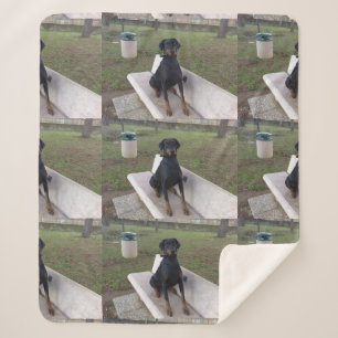 Cobertor Sherpa doberman pincher sentado