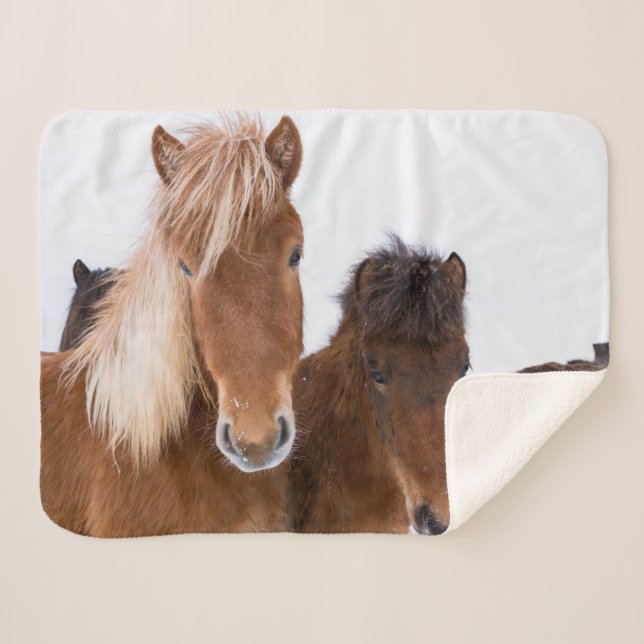Cobertor Sherpa Equídeos Cutâneos Islandeses Juntos (Frente (Horizontal))