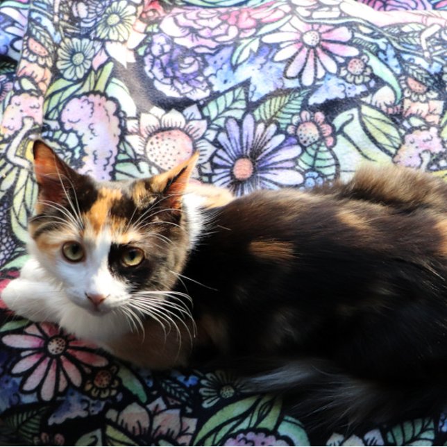 Cobertor Sherpa Fairy Garden Gardening Flower Gardens Fairies      (Criador carregado)