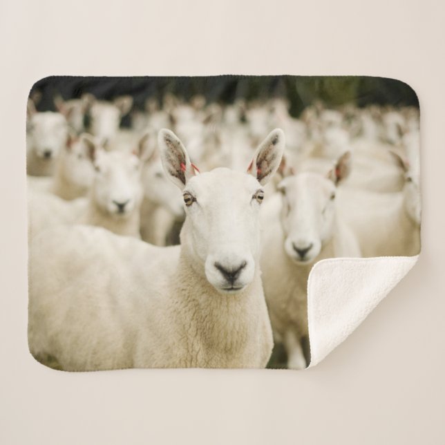 Cobertor Sherpa Farms | Herd of Sheep (Frente (Horizontal))