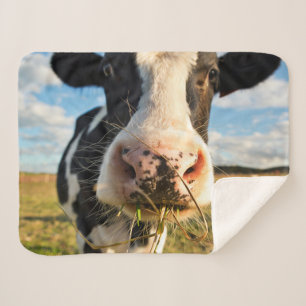 Cobertor Sherpa Fazendas Mastigação De Vaca Holstein