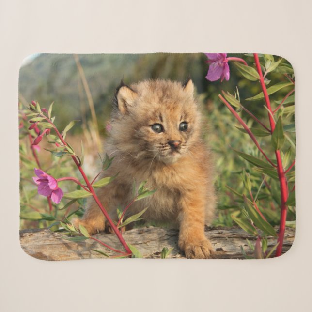 Cobertor Sherpa Filhote de Lince Canadense, Alasca (Frente (Horizontal))