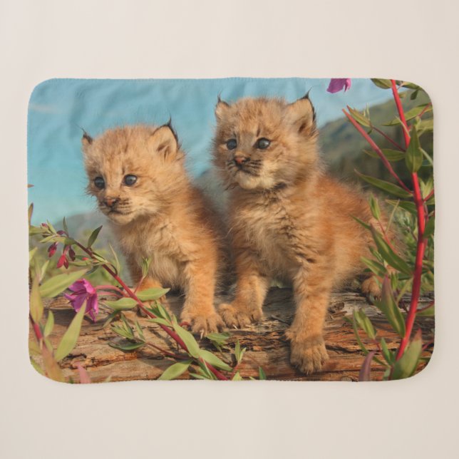 Cobertor Sherpa Filhotes de Lince Canadense, Alasca (Frente (Horizontal))