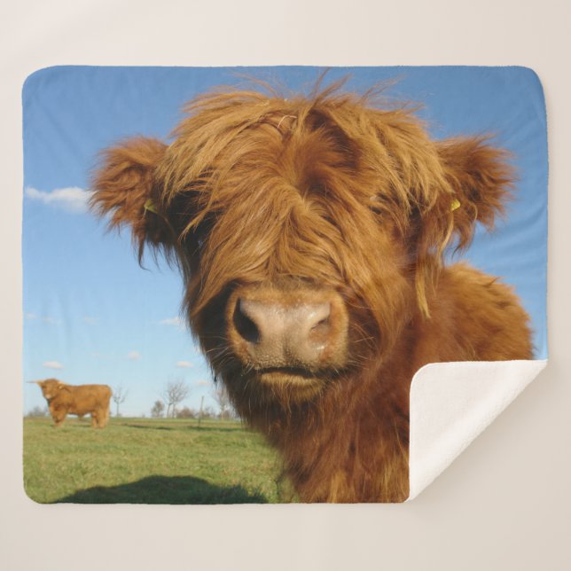 Cobertor Sherpa Floffy Scottish Highland Cow - Blue Sky (Frente (Horizontal))