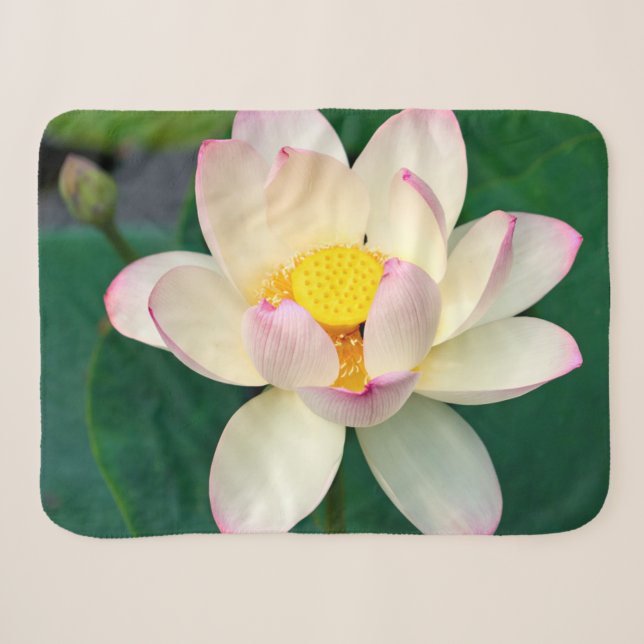 Cobertor Sherpa Flores | Flor de Água Lotus (Frente (Horizontal))