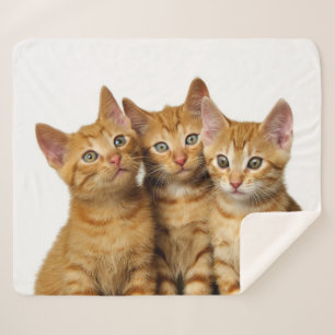 Cobertor Sherpa Foto principal de três amigos bonitos dos gatinho