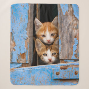Cobertor Sherpa Gatinhos bonitos do gato em uma foto azul da