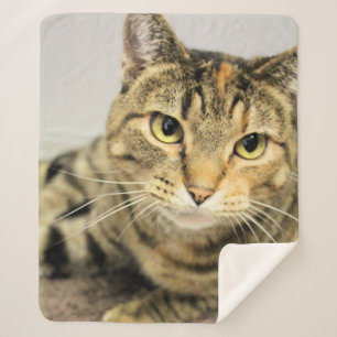 Cobertor Sherpa Gato