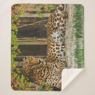 Cobertor Sherpa Gato Leopardo Animal (50" X 60")