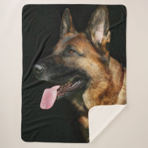 German shepherd sobre fundo preto