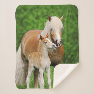 Cobertor Sherpa Haflinger Horse Cute Baby Foal Kiss Mãe Pony Foto