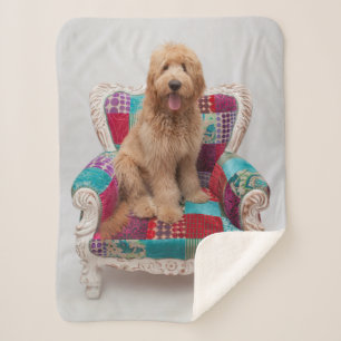 Cobertor Sherpa Imagens de Getty   Goldendoodle bonito