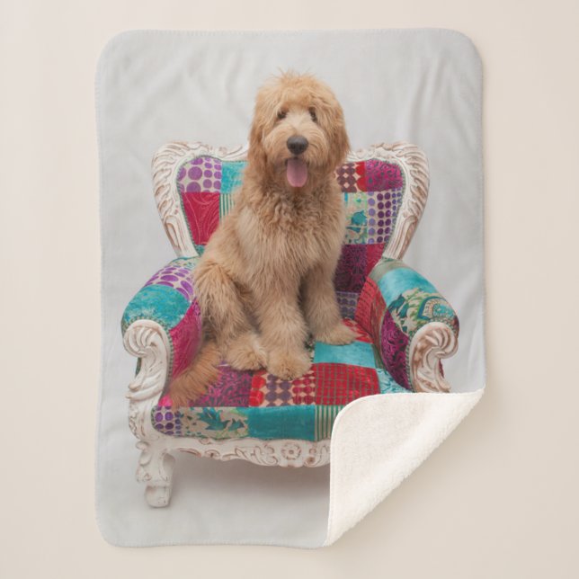 Cobertor Sherpa Imagens de Getty | Goldendoodle bonito (Frente)