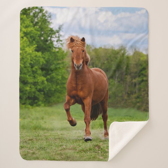 Cobertor Sherpa Islandês Pony Executa Tölt Funny Photo Horse Lover (Frente)