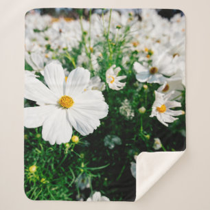 Cobertor Sherpa Lindas flores brancas do cosmos florescendo em jar