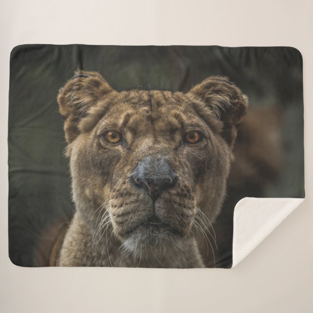 COBERTOR SHERPA LIONGIDADE (Frente (Horizontal))