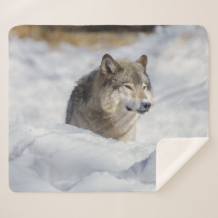 Cobertor Sherpa Lobo Solitário em Neve