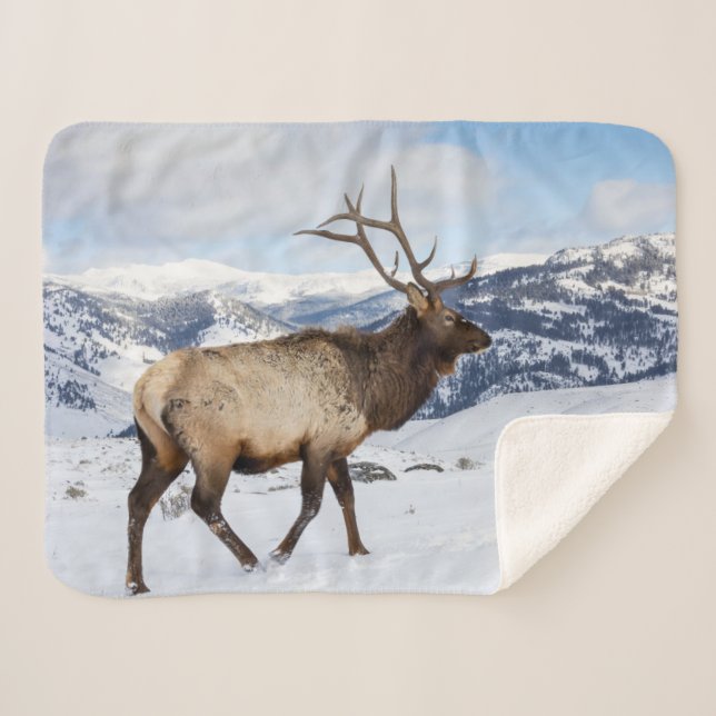 Cobertor Sherpa Lone Bull Elk | Parque Nacional Yellowstone (Frente (Horizontal))