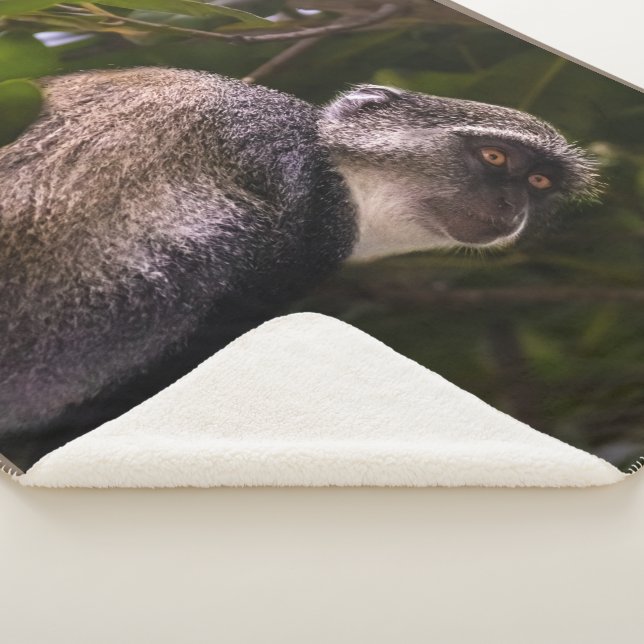 Cobertor Sherpa Macaco azul, Zanzibar (3/4)