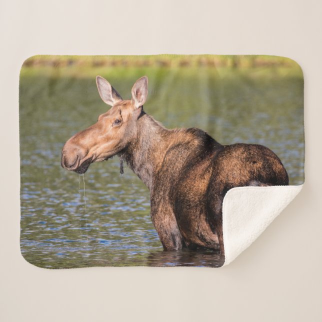Cobertor Sherpa Moose Feeding in Glacier National Park, Montana (Frente (Horizontal))