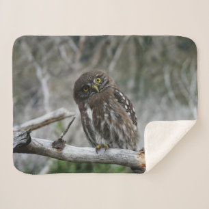 Cobertor Sherpa Norte Pygmy Owl