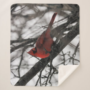 Cobertor Sherpa O Sr.