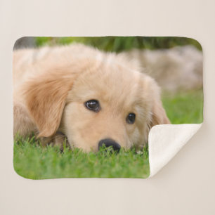 Cobertor Sherpa Ouro Retriever Cute Puppy Dreams Dog Head Foto