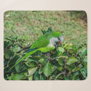Cobertor Sherpa Papagaio verde
