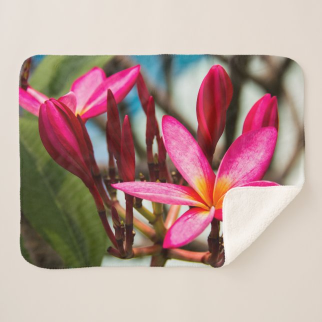 Cobertor Sherpa Plumeria florescente exótica florescente (Frente (Horizontal))