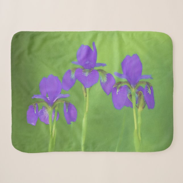 Cobertor Sherpa Púrpura Iris - Arte Flor Original (Frente (Horizontal))
