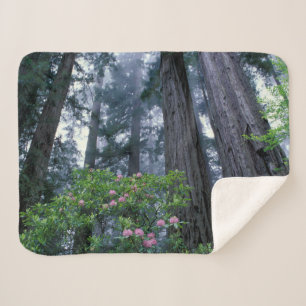 Cobertor Sherpa Redwoods da Costa e Rhododendrons