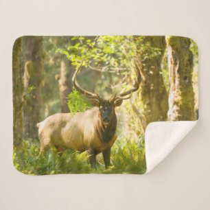 Cobertor Sherpa Roosevelt Elk   Parque Nacional da Olimpiadas, Was
